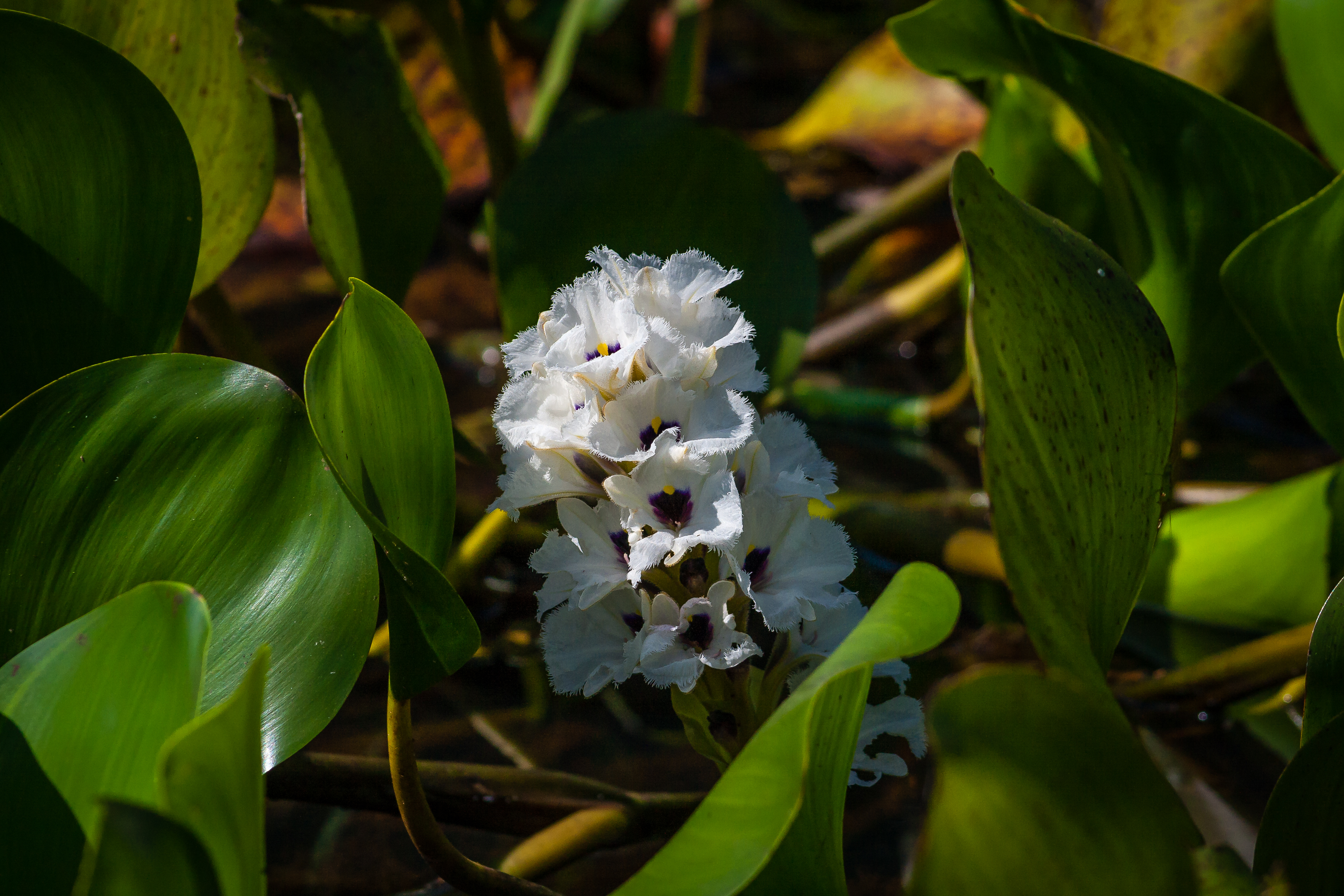 Flor do Aguapé