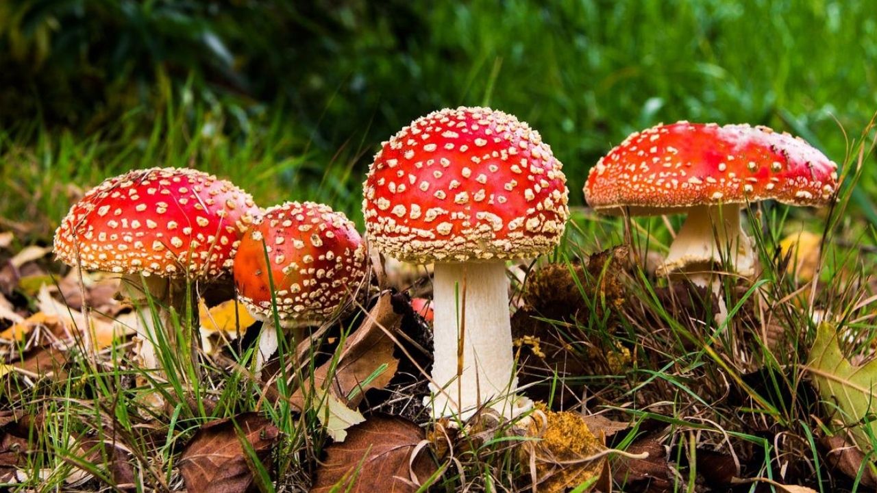 Fungos de chapéu: Saiba tudo sobre os cogumelos