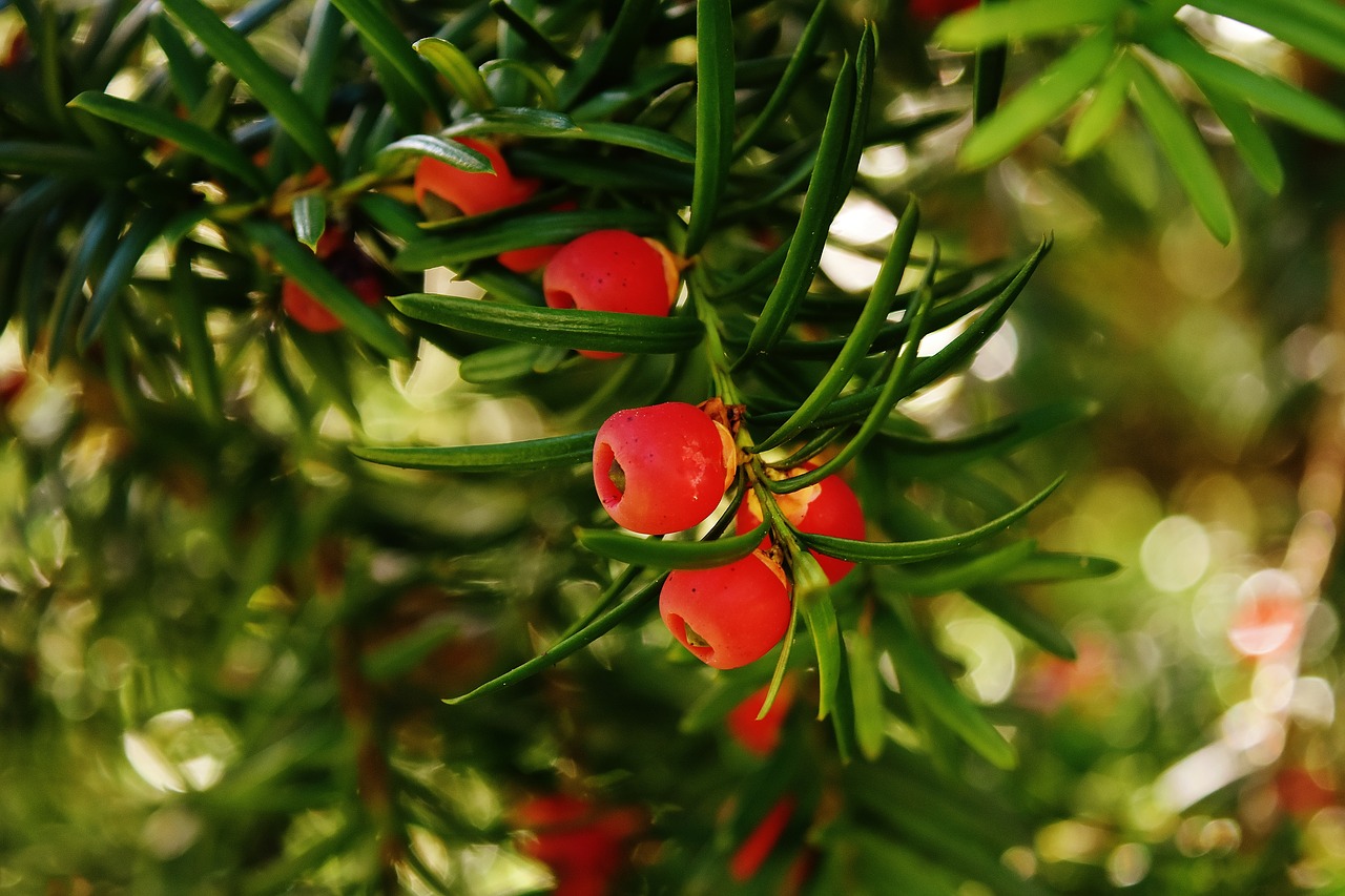 Planta Taxus baccata