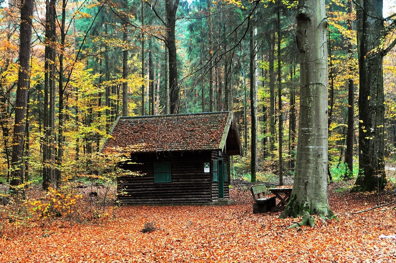 Floresta temperada
