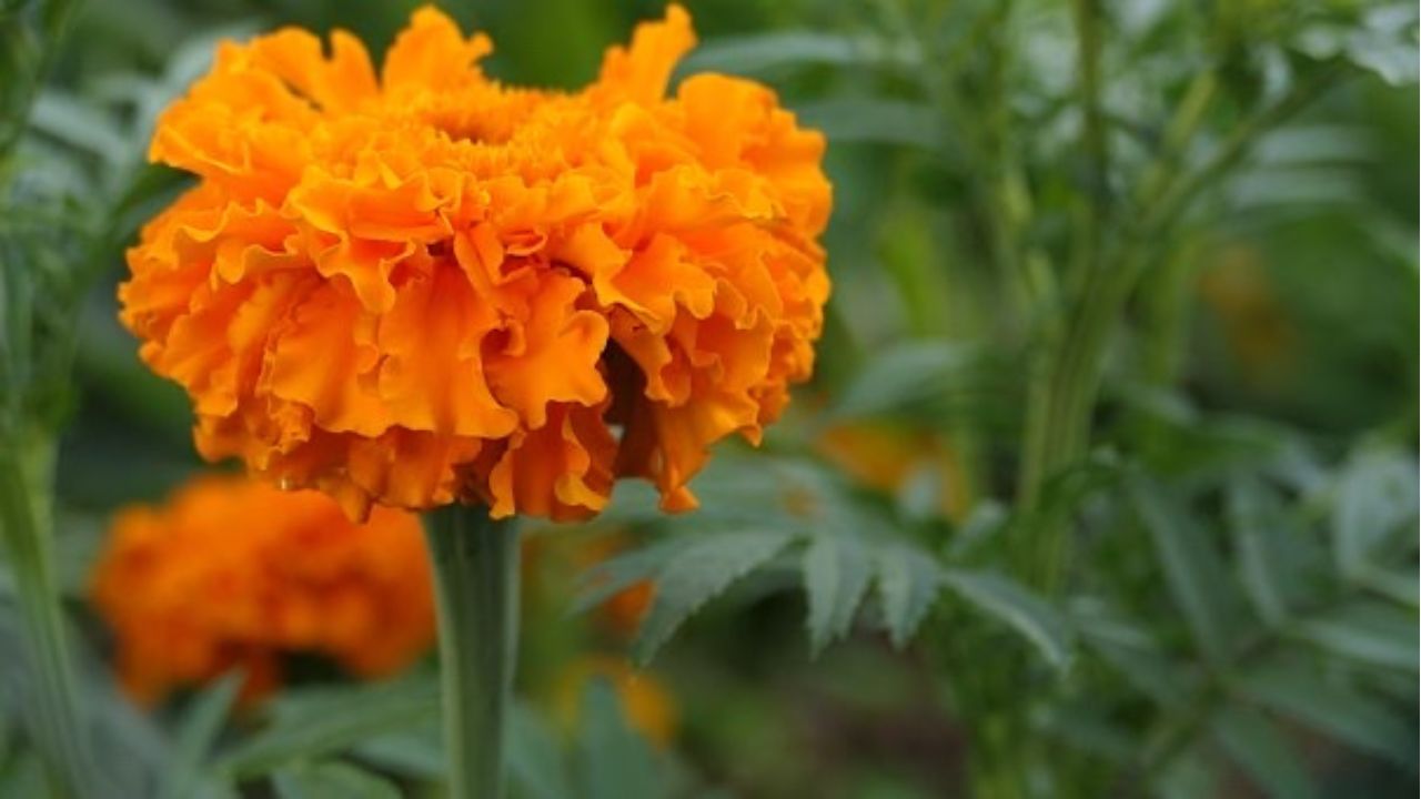 Flor Cempasúchil