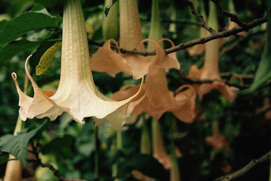 Planta Brugmansia suaveolens