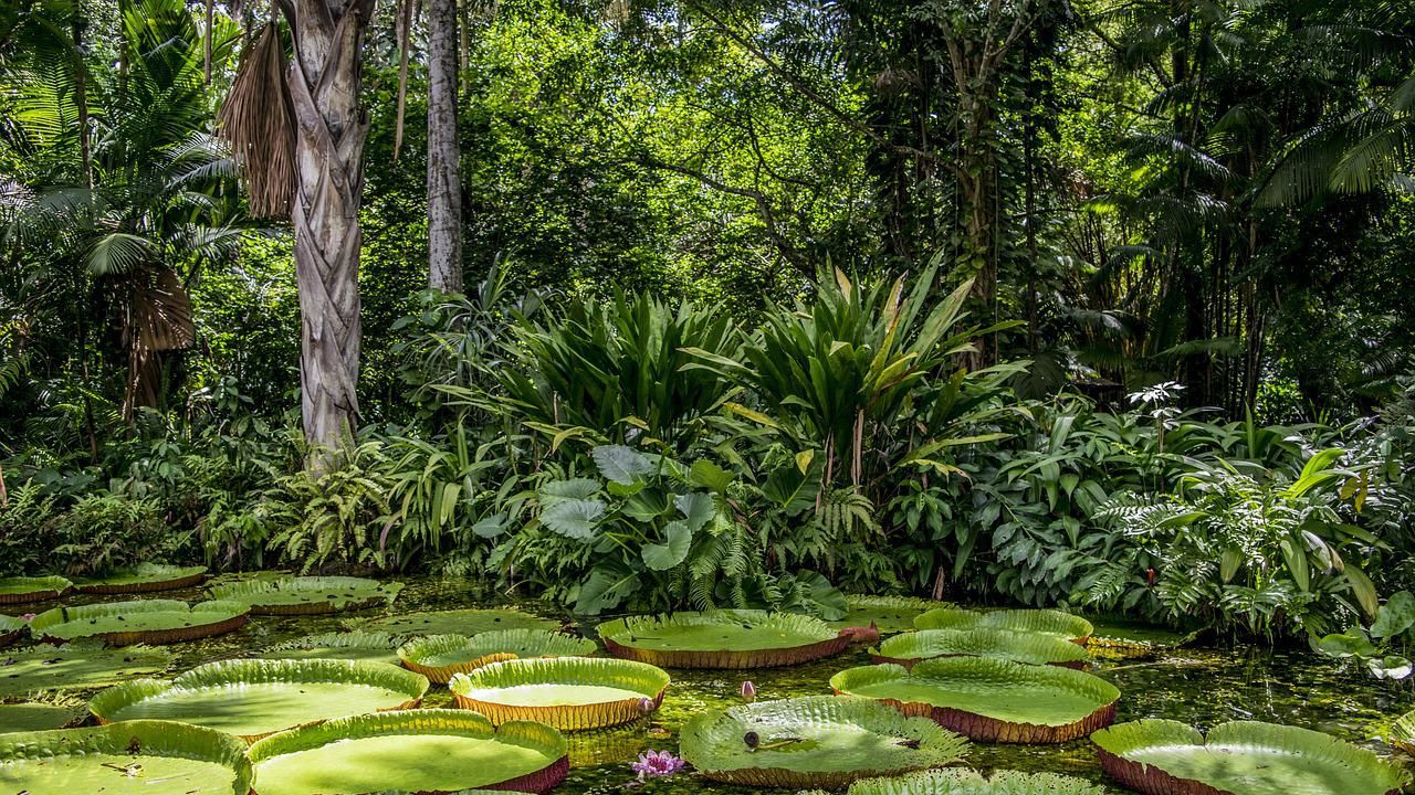 10 fatos que talvez você não sabia sobre a Amazônia