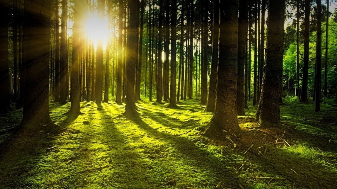 Tropical, conífera e temperada: Conheça os três principais tipos de florestas