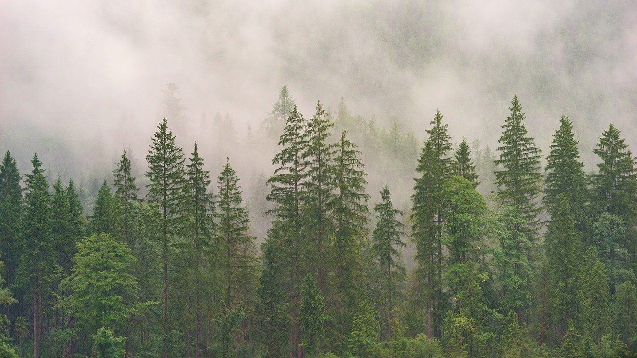 Floresta de coníferas
