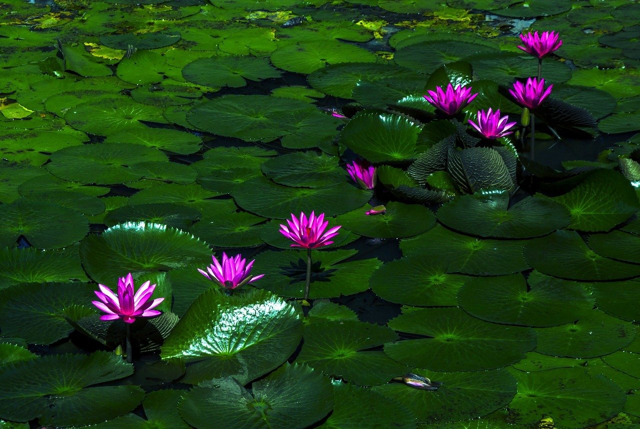 Flor de Lótus
