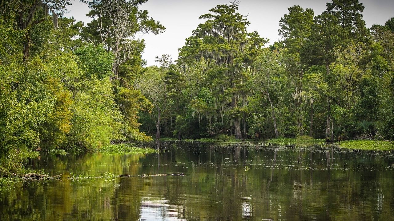10 curiosidades sobre o Pantanal