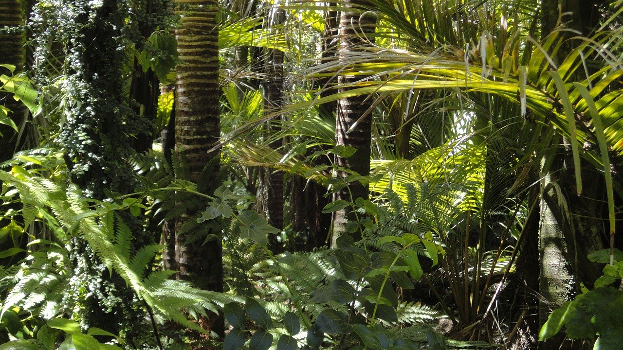 Floresta tropical