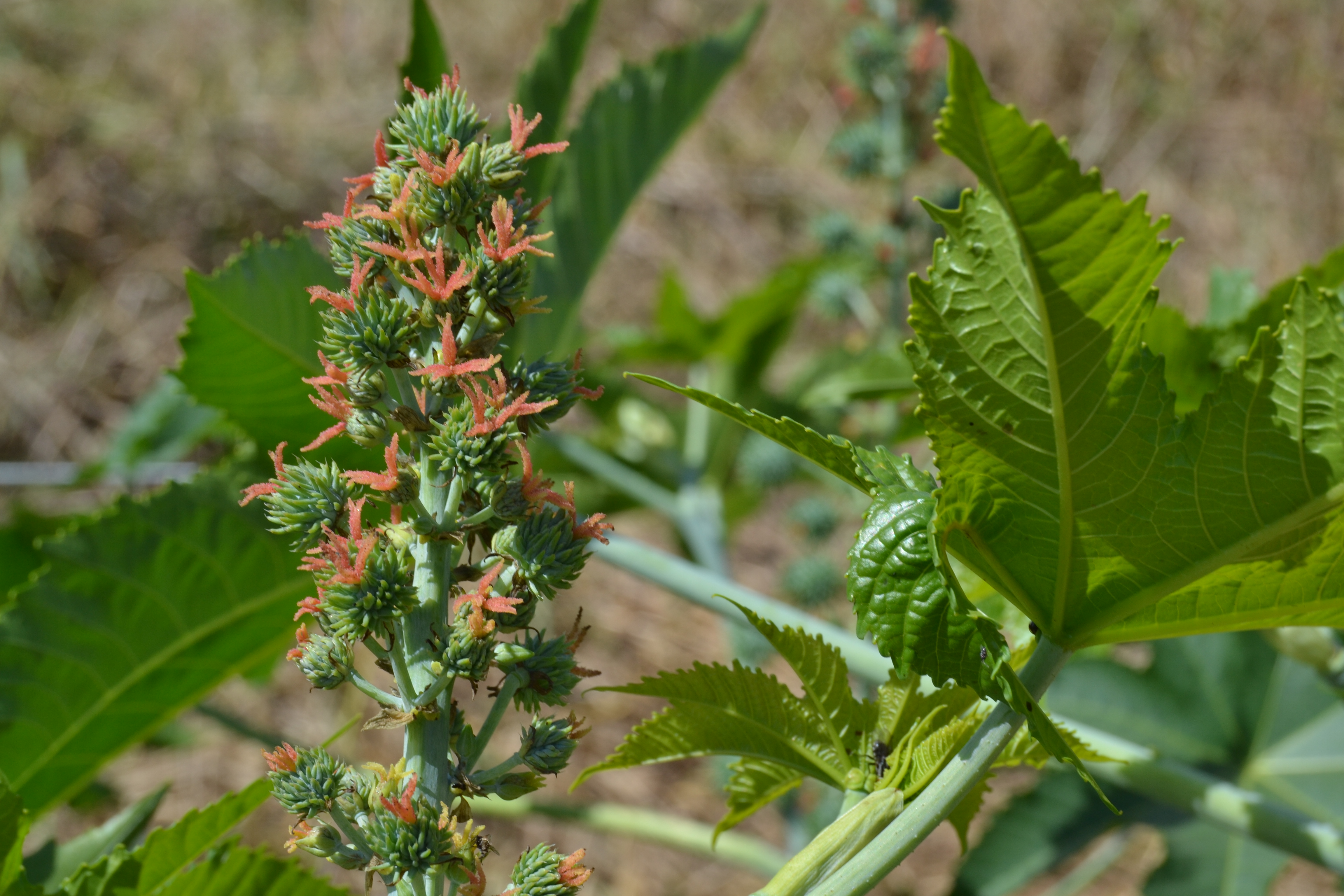 Planta Ricinus communis