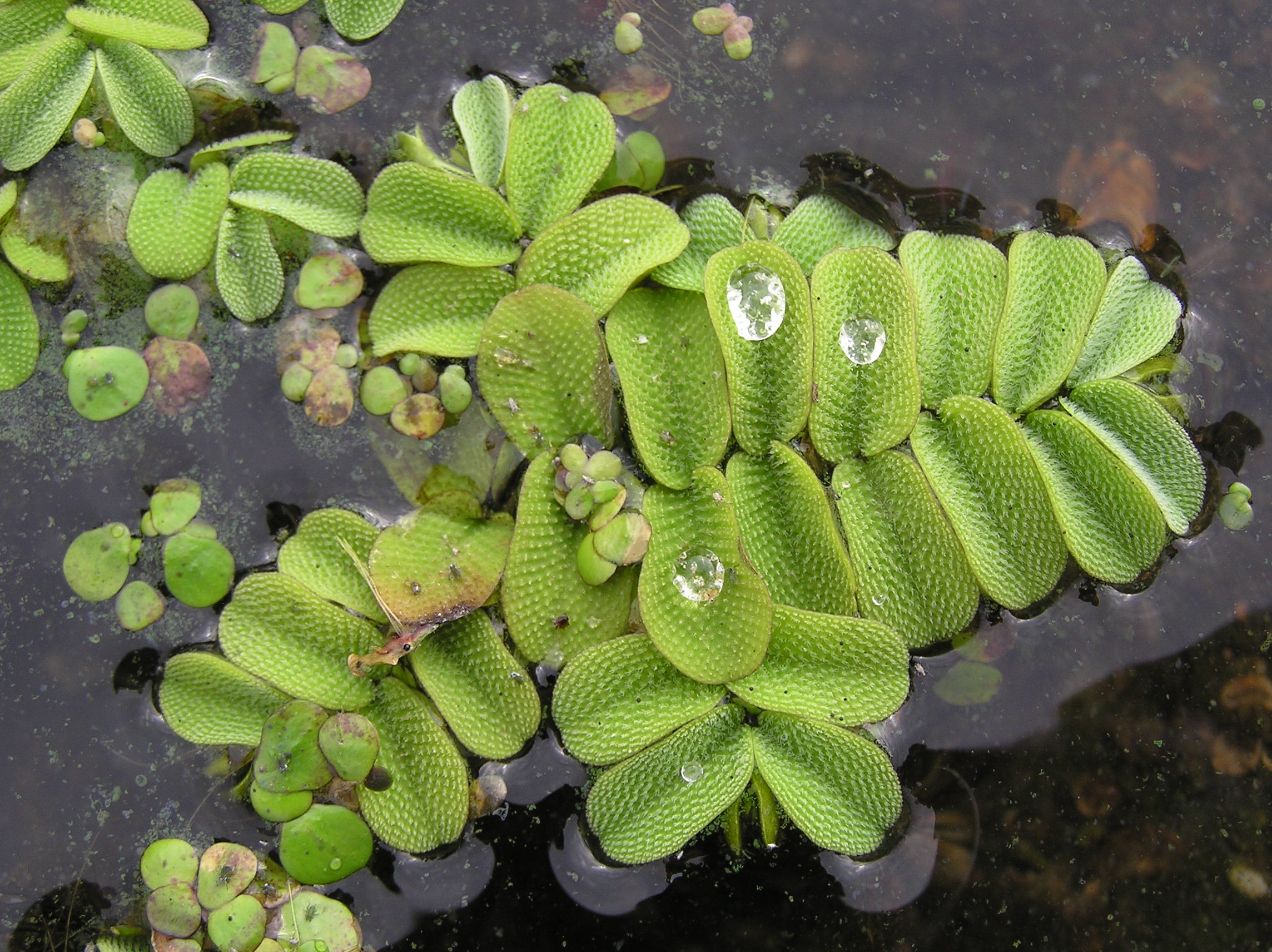 Salvinia