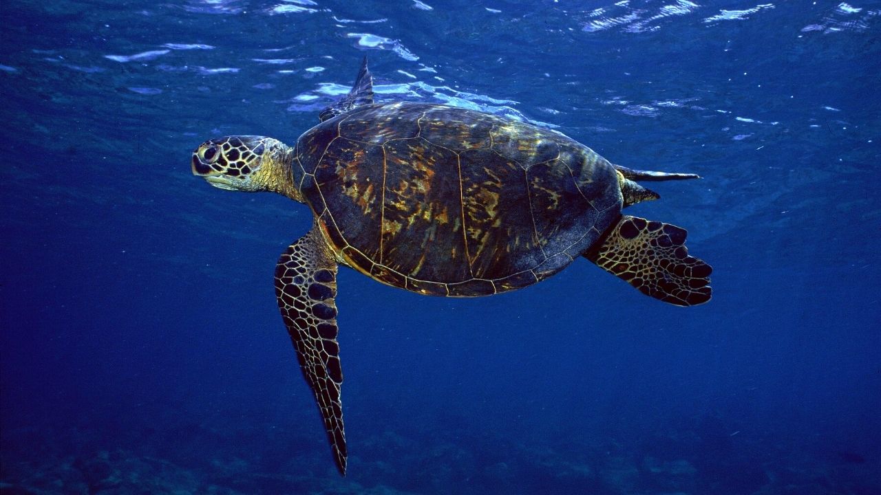 Qual é a diferença entre tartaruga, jabuti e cágado?