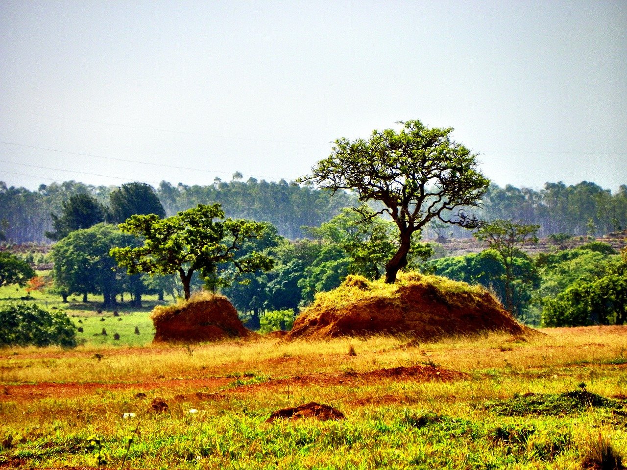 cerrado